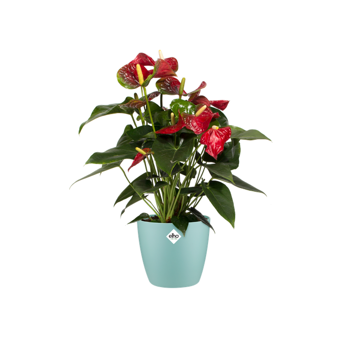 brussels rond 18cm menthe